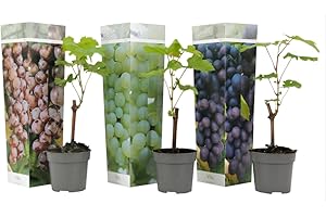 Plant in a Box - Plants de raisin - Mélange de 3 - Vitis Vinifera - Vigne 'Cabernet franc', 'pinot gris', 'Chardonnay' - Pot 9cm - Hauteur 25-40cm