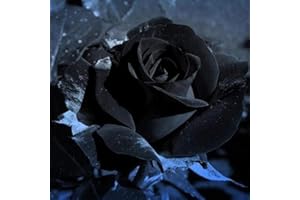 REMORUI 100 Piezas Semillas de Rosa para Sembrar, Semillas Rosa, Semillas Flores, Semillas de Flores, Semillas Flores Exterior, Semillas Plantas Para Jardín, patio, granja (Negro)