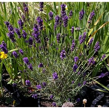 Lavendel (Lavandula angustifolia) in verschiedenen