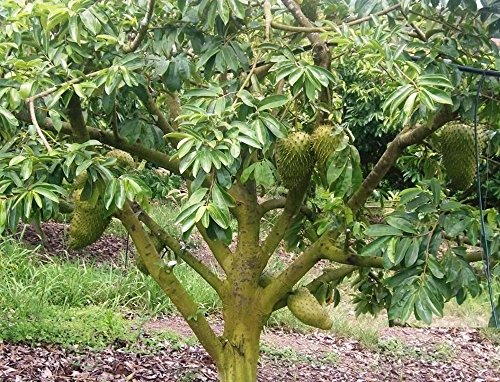 Semillas frescas para Cultivar Arbol Frutal de Guanabana produce Fruta de Graviola en Jardin Huerto o en Macetas en Casa - Germinacion 60% - 10 Semillas