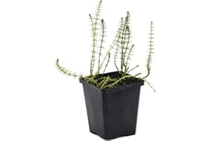 Hippuris Vulgaris – Lidsteng – Plante de bassin – Faible entretien – zone 2 à 5 – ⌀11cm - 15-25 cm