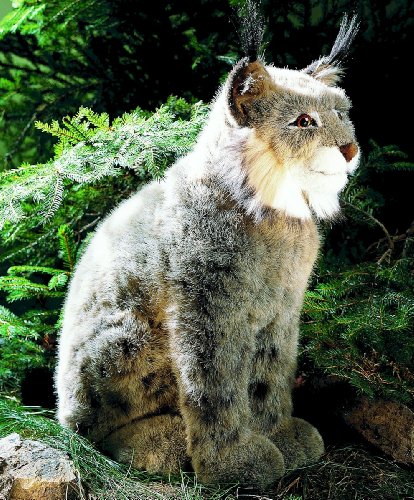 Preisvergleich Produktbild Kösener 3550 - Luchs, sitzend