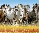 Shetland Pony 2017 by