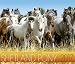 Shetland Pony 2017 by