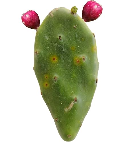 Frutti Di Fico D'india Opuntia Ficus-indica Stock Photo | Adobe Stock - 9