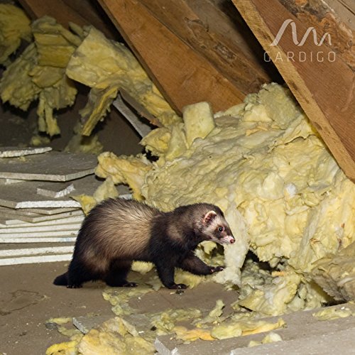 Gardigo Marder-Frei Indoor, Marderschreck, Marderschutz, Marderabwehr 230 V mit Netzstecker für Garage, Stall, Dachboden etc. - 2