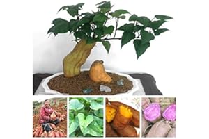 SVI freschi 50pcs semi di patata dolce di verdure per l'impianto di multi colore 1