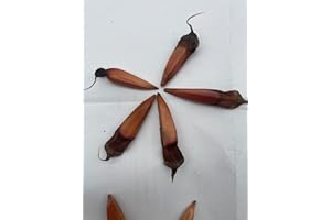 GENERIC 5X Monkey Puzzle Tree Seeds | Araucaria arancana | Fertile & Viable Seeds | UK