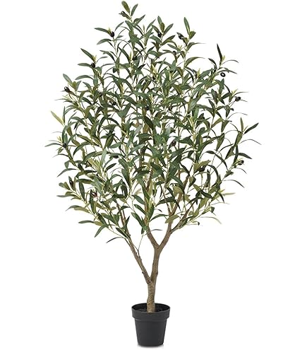 olivenbaum knorrig winterhart knorriger Olivenbaum 150 Jahre – toskanagartenshop