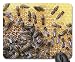 Produktbild Mouse Pad - Bees Honeycomb Beekeeper Honey Insect Beehive Non-Slip Mouse pad