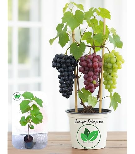 Grapevine Plant, Live Grape Vine Sapling, Fruit Plant : Amazon.in