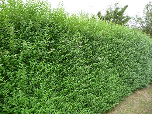 Ovalblättriger Liguster -Ligustrum Ovalifolium- Hecken-Pflanze immer-grün Containerware 60-80cm- Ligusterhecke von Garten Schlüter (Containerware, 60 bis 80 cm Pflanze) - 3