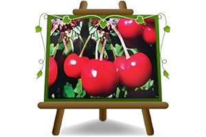 EURO PLANTS VIVAI Cereza dulce Lapins - Planta frutal en maceta 26 - Árbol máx. 180 cm – 4 años cultivo Italia