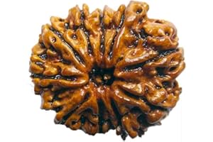 Petrichor – 10 mukhi – Rudraksha – 10 perline Rudraksha con certificato