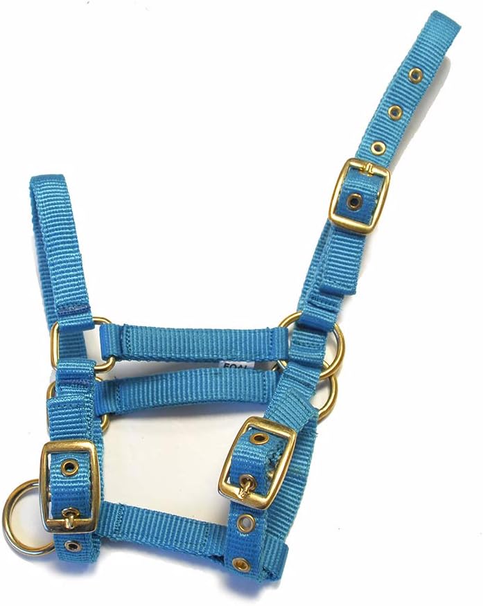 Rhinegold Collar de Nylon Potro