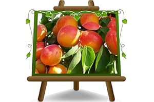 EURO PLANTS VIVAI Albaricoque-Pellecchiella - planta frutal vieja fruta en maceta 26 árbol max 200 cm – 4 años cultivo Italia