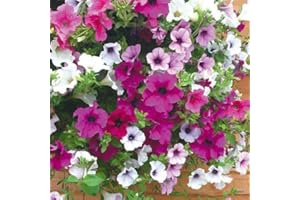 WHIN HILL NURSERIES 24x Surfinia Trailing Petunia Plants. Four Colours. Flowering tub & Hanging Basket Plug Plants. 6x4 Types.