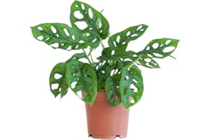 BloomPost Monstera Adansonii - 15-25 cm Indoor Plant - Low Maintenance House Plant - Easy to Grow Home Office Plants - Next Day Free UK Delivery - Pot Not Included
