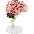 Asixxsix Anatomical White Base, Disassembled Highly Simulated Brain Model