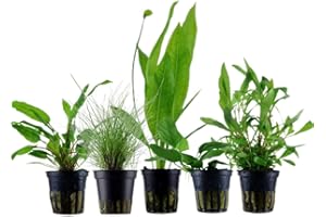 AquaOne Set di 5 piante acquatiche per acquario, piante acquatiche per principianti, aroma: igrophila Cryptocoryne Eleocharis Anubias I set con 5 piante per acquario
