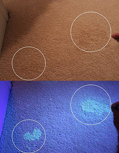 Duomishu Schwarzlicht Tachenlampe mit 100 LEDs und UV-Schutzbrille Ultra Violet Licht UV-Licht Handschwarzlicht -Fleck-Detektor zu Scorpions Bettwanzen Haustier Hund Katze Urin & Lecks Diagnose Überprüfen von Falschgeld Hotelzimmer Teppichen Möbel Gardinen Vorhänge und anderen Stoffen Ultraviolett Schwarzlicht Taschenlampe Professional UV Taschenlampe - 3