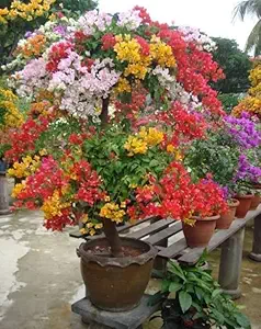 Balbasaur Flowering Plant Bougainvillea Hybrid Rare Colour Summer Plants House Garden Plant(1 Healthy Live Plant)