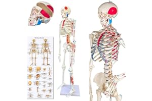 UIGJIOG Professionnel Blanc Squelette Squelette Modèle Squelette Anatomique 85CM Hauteur, Pour L'enseignement Médical,Les Cliniques Hospitalières Matériel PVC