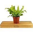 Pleated Bird's Nest Fern - Crispy Wave - Asplenium Nidus in a 12cm Pot