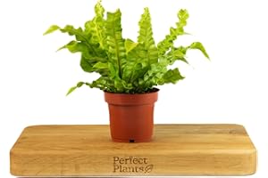 PERFECT PLANTS Pleated Bird's Nest Fern - Crispy Wave - Asplenium Nidus in a 12cm Pot