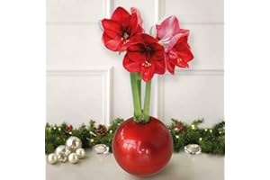 THOMPSON & MORGAN Indoor House Plant, Amaryllis, Gift Wrapped, 2X Red Amaryllis in Globe by Thompson and Morgan