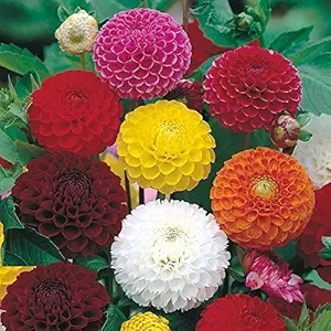 Creative Farmer Flower Seeds : Dahlia Hybrids Balcony Garden Seeds For Terrace And Kitchen Gardening (7 Packets) Garden Plant Seeds