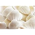 JUNERUSH White Ark Decorative Artificial Sea Shell use in Fish Tank, Home Wedding Decorations,Beach Theme Party Sand Planted Substrate (15)