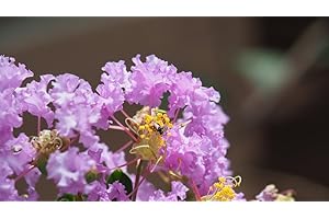 GROW YOUR SECRET GARDEN Lavender Crape Myrtle Seeds - Unique Colour, Longest Blooming Tree