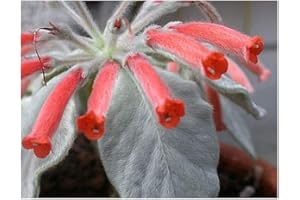 EXOTIC PLANTS Sinningia leucotricha - brasilianisches Edelweiss - 15 Samen