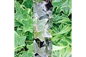 CARBETH PLANTS 3 x Hedera Ivy Mix in 9cm Pots - English Ivy - Hedera Helix - Evergreen Shrubs