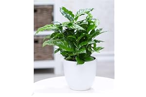BALDUR Garten Coffea arabica, 1 plant, coffee bush, the flowers of the plant fragrance, each berry contains 2 coffee beans, indoor plant, green plant, perennial - keep frost-free, flowering