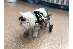 CORA PET Harnais de Soutien pour Chien, Fauteuil Roulant pour Chat Lapin Handicapé Réadaptation pour Patte Arrière/Jambe Arrière, Aide à Marcher, Chariot pour Les Animaux âgés et Blessés