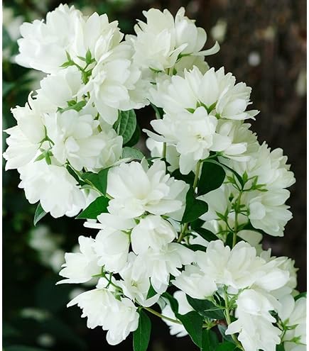 BALDUR Garten Durchblhende Azalee 'Bloom Champion' wei 1 Pflanze,  Rhododendron obtusum winterhart, bienenfreundlich, fr Standort im Schatten  geeignet, blhend : Amazon.de: Garten
