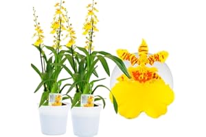 DUTCH BULBS EXCLUSIVE PLANTS FROM HOLLAND Orchideen Echte Pflanzen Oncidium Joost - 2 große Zimmerpflanzen aus Holland - 30-40 cm hoch - mit Blüten und leicht duftend (Nicht künstlich, ohne Dünger und Topf, kein Samen, nicht winterhart)