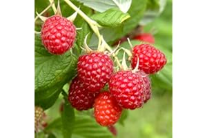YouGarden Raspberry 'Glen Ample' Long Cane, Set of Five Raspberry Canes, 100cm - 120cm Long, Ready to Plant