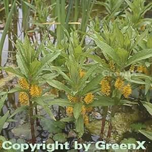 Suchergebnis auf Amazon.de für: nr-01 - Blumen & Pflanzen: Garten