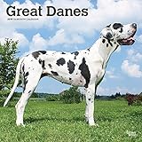 Great Danes International - Dänische Doggen 2019 - 18-Monatskalender mit freier DogDays-App (Wall-Kalender) by 