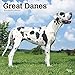 Great Danes International - Dänische Doggen 2019 - 18-Monatskalender mit freier DogDays-App (Wall-Kalender) by 