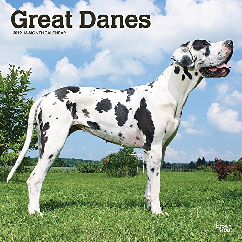 Great Danes International - Dänische Doggen 2019 - 18-Monatskalender mit freier DogDays-App (Wall-Kalender)
