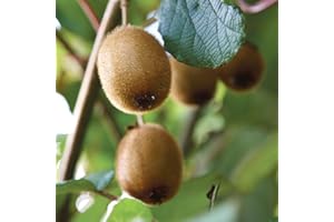 YouGarden Kiwi Fruit Plant, Actinidia 'Jenny', Established in 1.5 Litre Pot, Ready to Plant, Edible and Self-Fertile