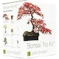 Plant Theatre Bonsai Trio Kit