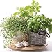 Produktbild Servietten/Napkins/20St.Packg/Serviettentechnik/Flavor of Herbs/Kräuter im Korb