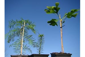 TREE ONLINE NURSERY Living Fossil Garden Collection,1 Araucaria (Monkey Puzzle Tree, 10cm), Metasequoia (Dawn Redwood Tree, 20cm), Ginkgo (Maidenhair Tree, 15cm)