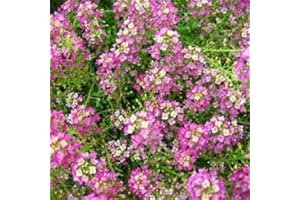 SVI Alysse Violet Queen"Lobularia Maritima" 200 graines