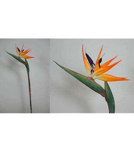 Amazon.de: Floratexx Knstliche Strelitzie 60cm Kunstblume  Paradiesvogelblume Papageienblume Tropische Pflanzen